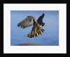 Peregrine Falcon in Flight by Anonymous