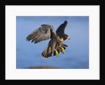 Peregrine Falcon in Flight by Anonymous
