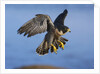 Peregrine Falcon in Flight by Anonymous