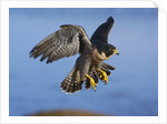 Peregrine Falcon in Flight by Anonymous