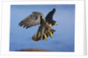 Peregrine Falcon in Flight by Anonymous