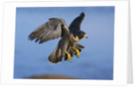 Peregrine Falcon in Flight by Anonymous