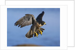 Peregrine Falcon in Flight by Anonymous