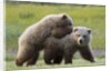 Playful Grizzly Bear Cubs by Anonymous