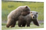 Playful Grizzly Bear Cubs by Anonymous