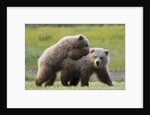 Playful Grizzly Bear Cubs by Anonymous