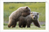 Playful Grizzly Bear Cubs by Anonymous