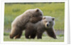 Playful Grizzly Bear Cubs by Anonymous