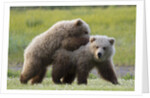 Playful Grizzly Bear Cubs by Anonymous