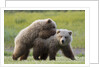 Playful Grizzly Bear Cubs by Anonymous