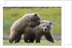 Playful Grizzly Bear Cubs by Anonymous