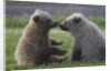 Nuzzling Grizzly Bear Cubs by Anonymous