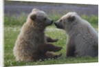 Nuzzling Grizzly Bear Cubs by Anonymous