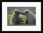 Nuzzling Grizzly Bear Cubs by Anonymous
