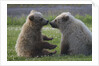 Nuzzling Grizzly Bear Cubs by Anonymous