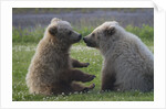 Nuzzling Grizzly Bear Cubs by Anonymous