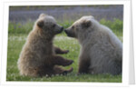 Nuzzling Grizzly Bear Cubs by Anonymous