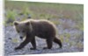 Scrawny Grizzly Bear Cub by Anonymous