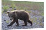 Scrawny Grizzly Bear Cub by Anonymous