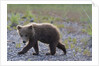 Scrawny Grizzly Bear Cub by Anonymous