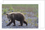 Scrawny Grizzly Bear Cub by Anonymous