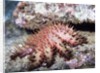 Crown-of-Thorns Sea Star by Anonymous