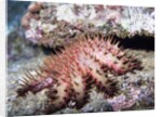 Crown-of-Thorns Sea Star by Anonymous