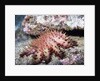 Crown-of-Thorns Sea Star by Anonymous