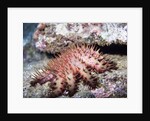 Crown-of-Thorns Sea Star by Anonymous