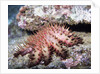 Crown-of-Thorns Sea Star by Anonymous