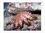 Crown-of-Thorns Sea Star by Anonymous