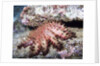 Crown-of-Thorns Sea Star by Anonymous