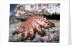 Crown-of-Thorns Sea Star by Anonymous