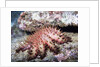 Crown-of-Thorns Sea Star by Anonymous