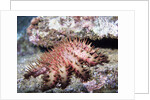 Crown-of-Thorns Sea Star by Anonymous