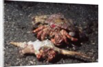 Pair of Anemone Hermit Crabs by Anonymous