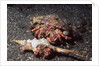 Pair of Anemone Hermit Crabs by Anonymous