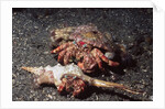 Pair of Anemone Hermit Crabs by Anonymous