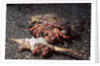 Pair of Anemone Hermit Crabs by Anonymous
