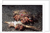 Pair of Anemone Hermit Crabs by Anonymous