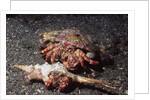 Pair of Anemone Hermit Crabs by Anonymous