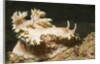 Girdled Glossodoris by Anonymous