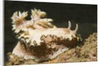 Girdled Glossodoris by Anonymous