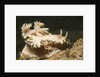 Girdled Glossodoris by Anonymous