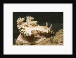 Girdled Glossodoris by Anonymous