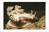 Girdled Glossodoris by Anonymous