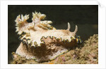 Girdled Glossodoris by Anonymous