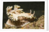 Girdled Glossodoris by Anonymous