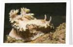 Girdled Glossodoris by Anonymous