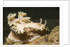 Girdled Glossodoris by Anonymous